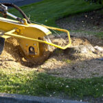 Seasonal Guide The Best Time of Year for Tree Stump Removal