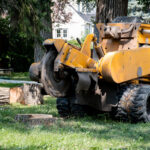 Tree Stump Removal or Stump Grinding What's Best for You