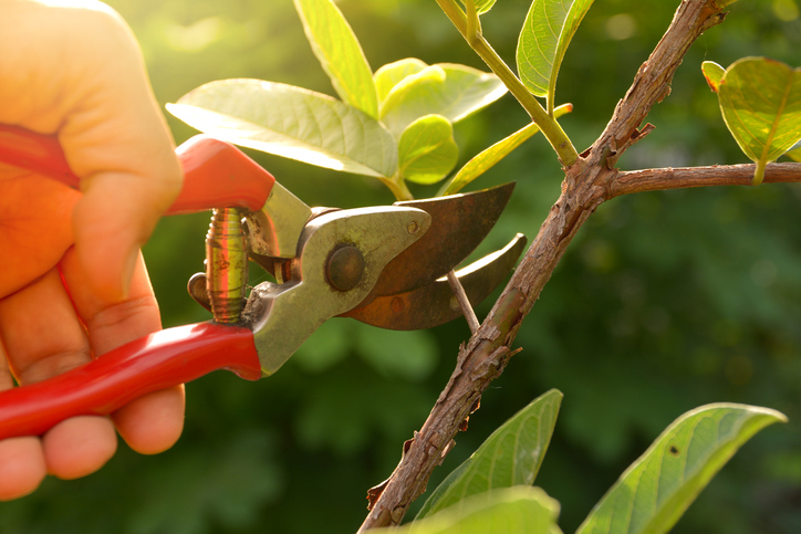 Tree Trimming Mistakes to Avoid How to Protect Your Landscape Investment