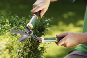 When to Schedule Tree Trimming Services after a Storm