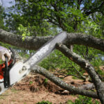 How Tree Pruning and Stump Removal Improve Property Value