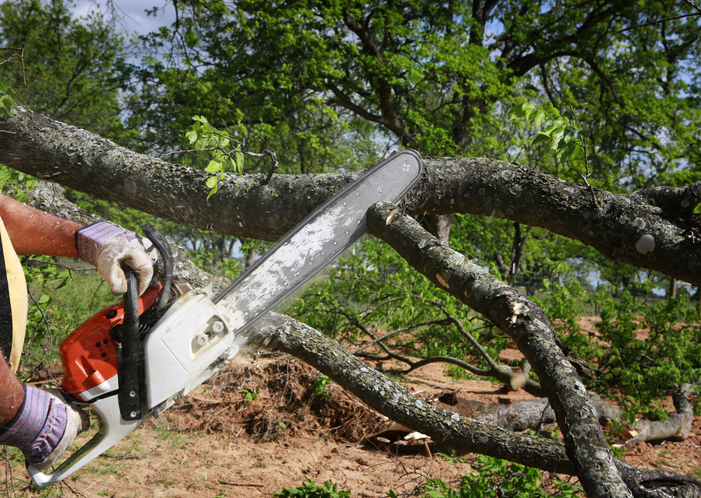 How Tree Pruning and Stump Removal Improve Property Value