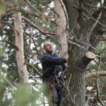 How Tree Removal Companies Use Modern Equipment to Protect Lawns and Driveways