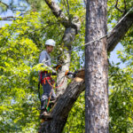 How Tree Removal Services Improve Airflow and Sunlight for Healthier Lawns