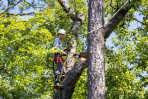 How Tree Removal Services Improve Airflow and Sunlight for Healthier Lawns