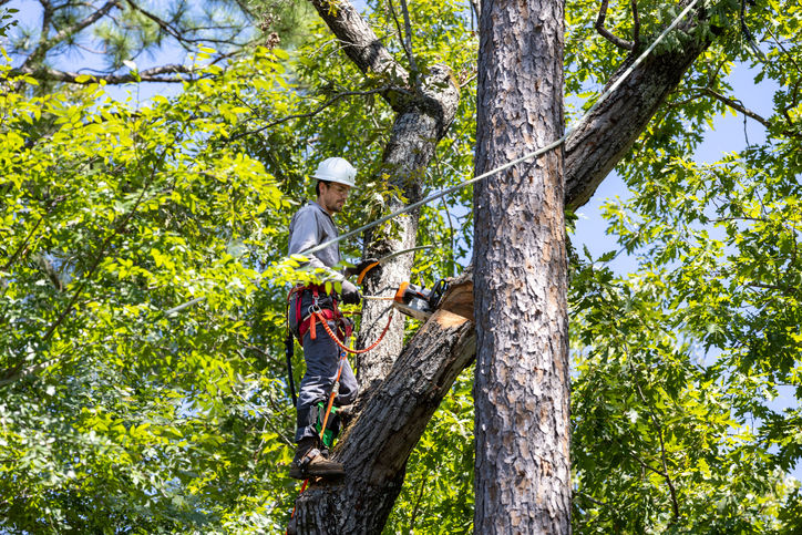 How Tree Removal Services Improve Airflow and Sunlight for Healthier Lawns