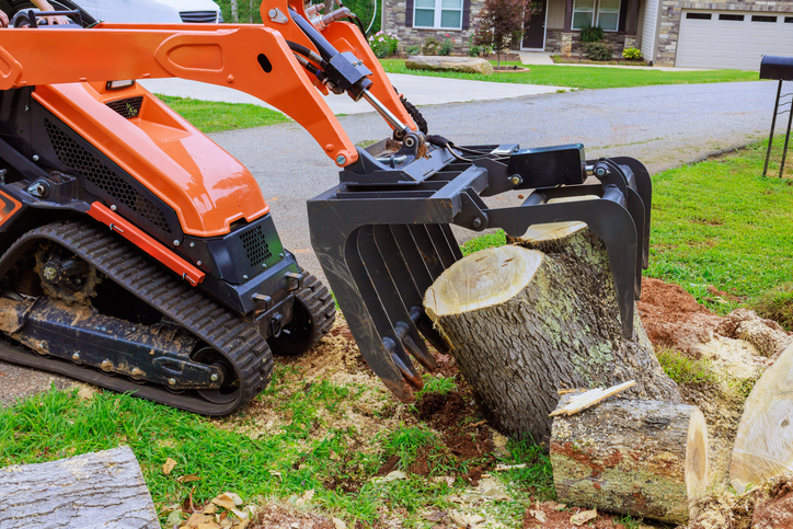 How Tree Stump Removal Prevents Pest Infestation and Protects Your Lawn’s Health