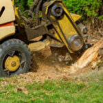Why Tree Stump Removal Is Critical Before Installing Sprinkler or Drainage Systems