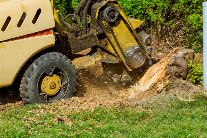 Why Tree Stump Removal Is Critical Before Installing Sprinkler or Drainage Systems