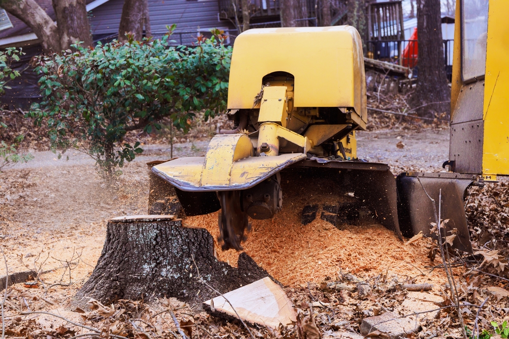 tree removal