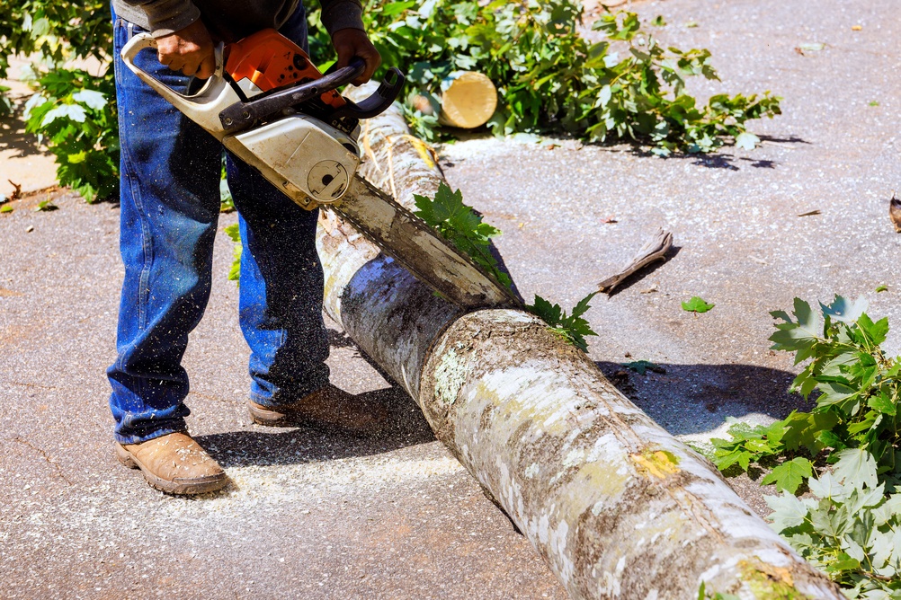 tree removal
