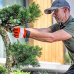 How Expert Tree Maintenance Services Can Prevent Storm Damage