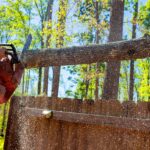 How Tree Removal Service Experts Assess Risk Before Removing Trees