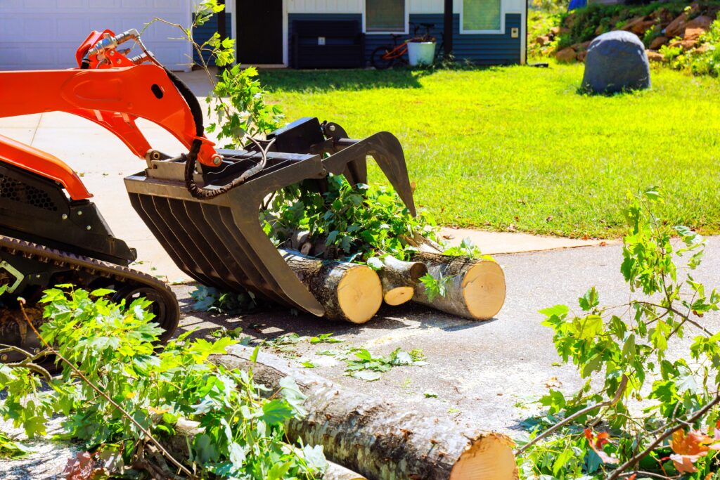 5 Important Signs It’s Time for Tree Removal from Your Property