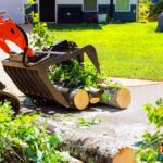 5 Important Signs It’s Time for Tree Removal from Your Property