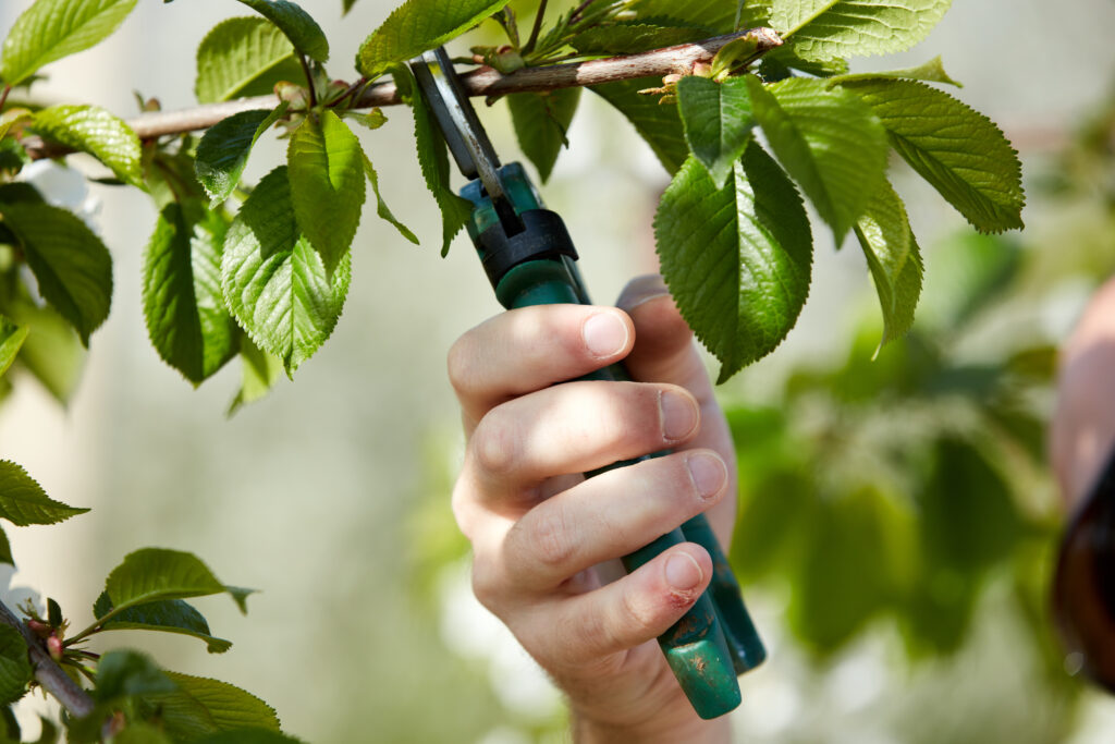 5 Smart Reasons You Should Schedule Professional Tree Pruning Before Spring Growth