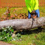 Professional Tree Removal Service A Homeowner’s Guide to Safe Tree Care