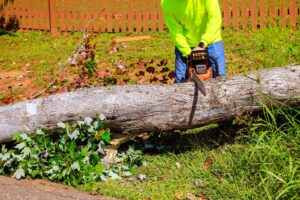 Professional Tree Removal Service A Homeowner’s Guide to Safe Tree Care