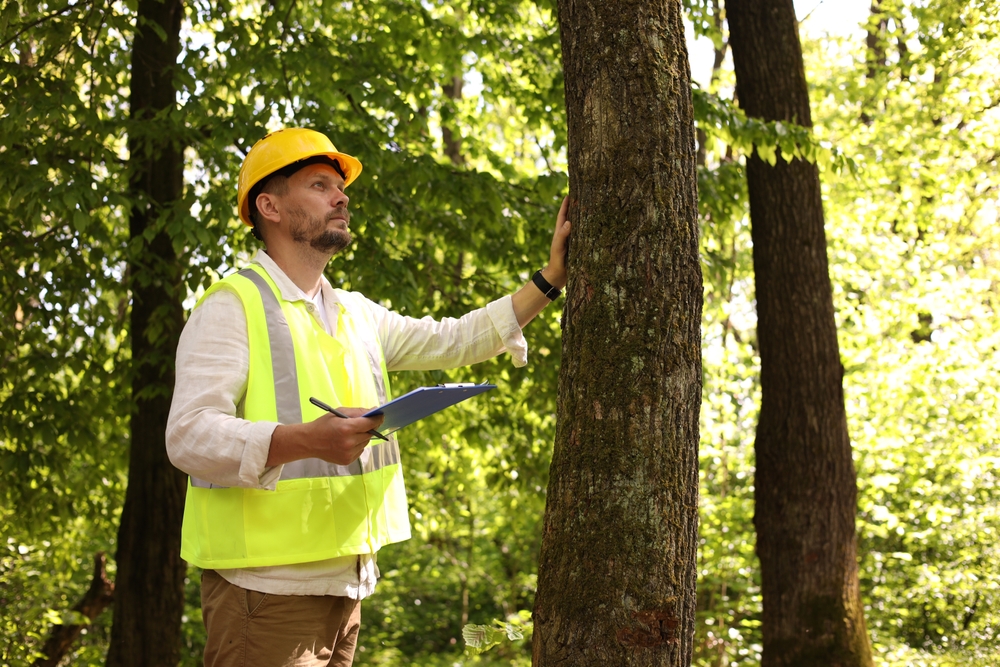 Warning Signs You Need Tree Disease Treatment