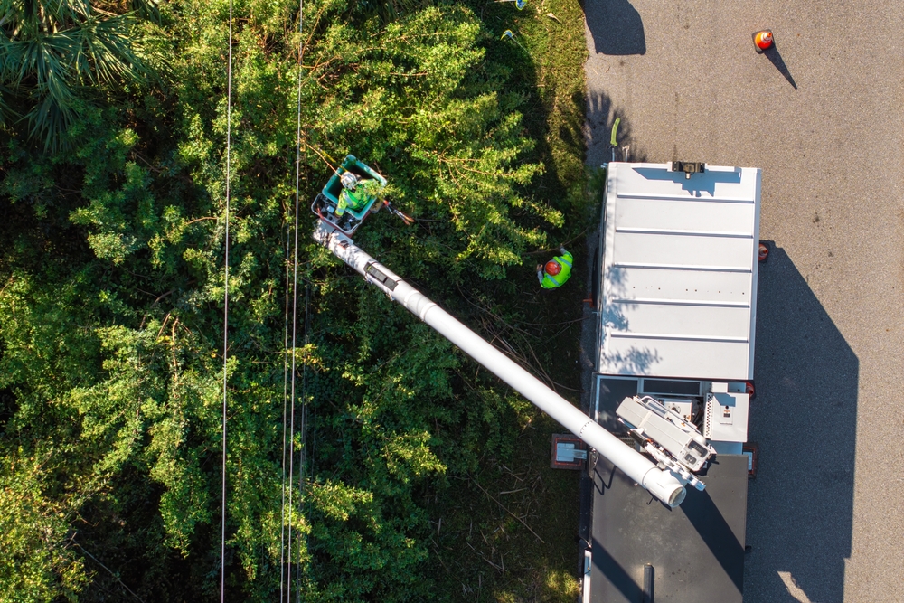 How Neglected Trees Cause Costly Property Damage