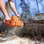 Tree removal for improving soil health and plant growth in a landscaped garden area