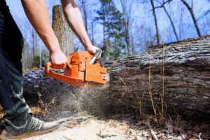 Tree removal for improving soil health and plant growth in a landscaped garden area