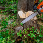 Professional arborist following tree removal safety tips while cutting a large tree near a home