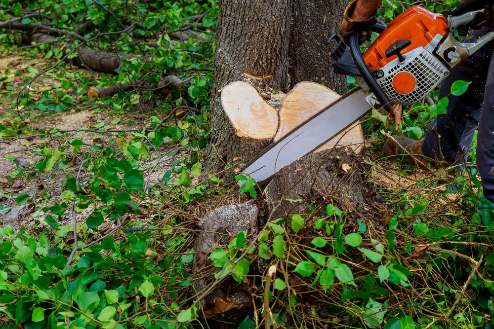Professional arborist following tree removal safety tips while cutting a large tree near a home