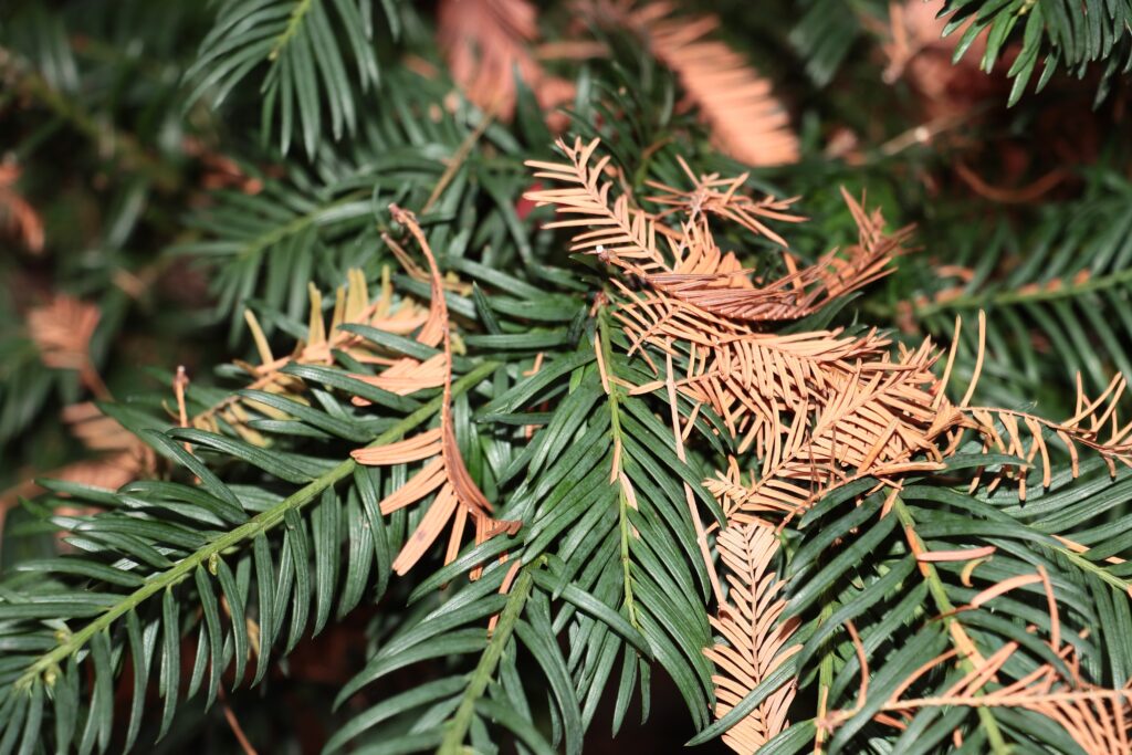 Douglas fir tree with brown needles in June showing early signs of stress, disease, or environmental damage