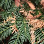 Douglas fir tree with brown needles in June showing early signs of stress, disease, or environmental damage