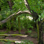 Certified arborist inspecting a large tree with drought-stressed limbs in Bellevue
