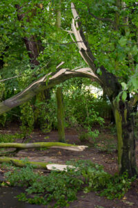 Certified arborist inspecting a large tree with drought-stressed limbs in Bellevue