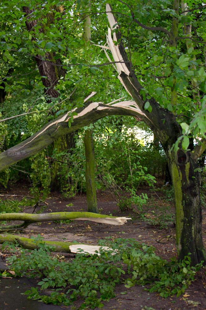 Certified arborist inspecting a large tree with drought-stressed limbs in Bellevue